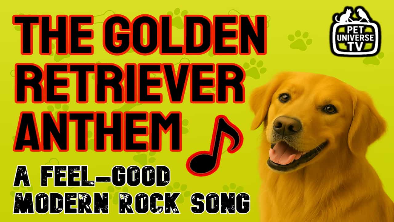 Golden Retriever Video Thumbnail