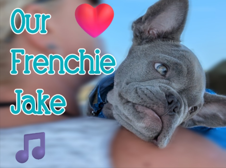 Our Frenchie Jake Thumbnail